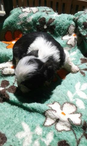Shih tzu macho e femea