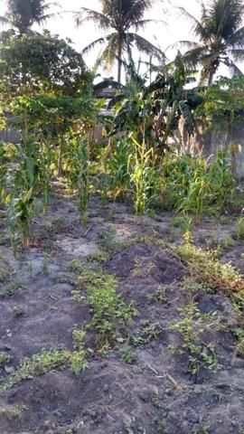 Vende-se terreno, próximo a antiga pina safra - Foto 5