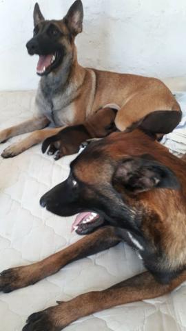 Pastor Belga de Malinois - Foto 5