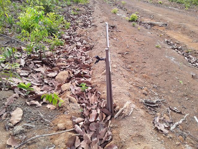 Vendo uma cachará verdi toda bosquêada - Foto 4
