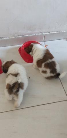 Filhote de Shih Tzu
