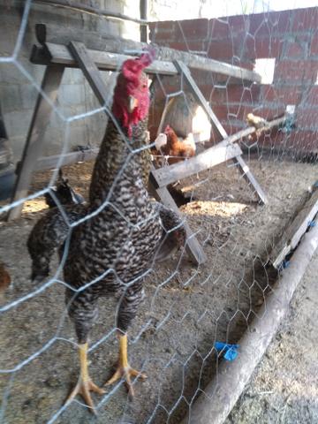 Vendo galo 55,00 - Foto 3