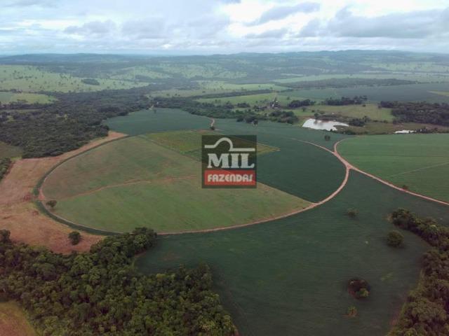 Área irrigada ( pivo central ) Fazenda 68 alqueires ( 333 hectares ) Morrinhos-GO - Foto 7