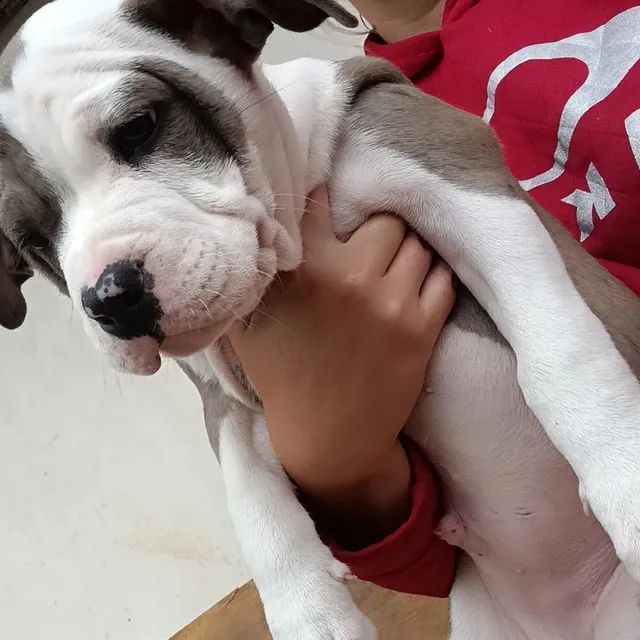 Bluenose Merle Pitbull  - Foto 4
