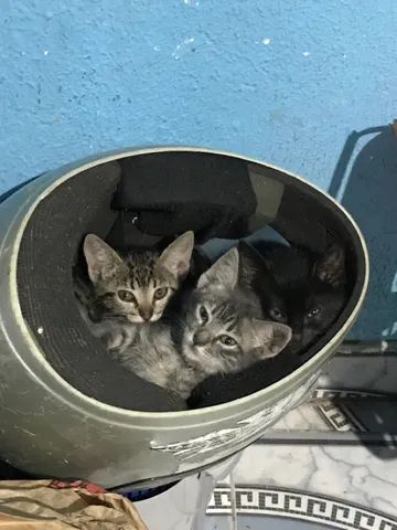 Gatos para doação 