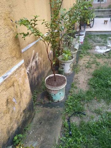Vendo mudas de jabuticaba  - Foto 3