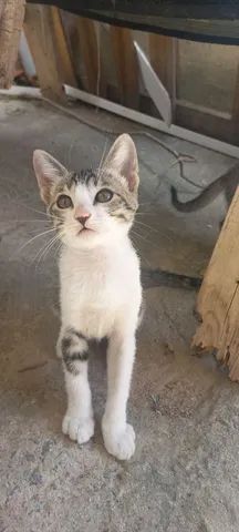 Doa-se filhotes de gatos - Gatos e acessórios - Jardim Myrian Moreira da  Costa, Campinas 1256925412
