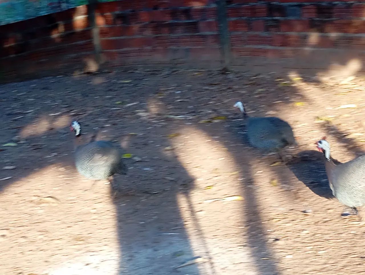 Capotes franceses adultos  - Foto 3