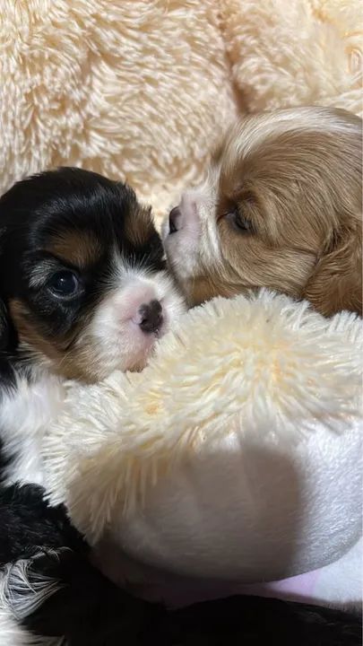 Filhotes de Cavalier King Charles Spaniel