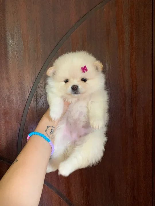 Filhote de Spitz Alemão - fêmea 