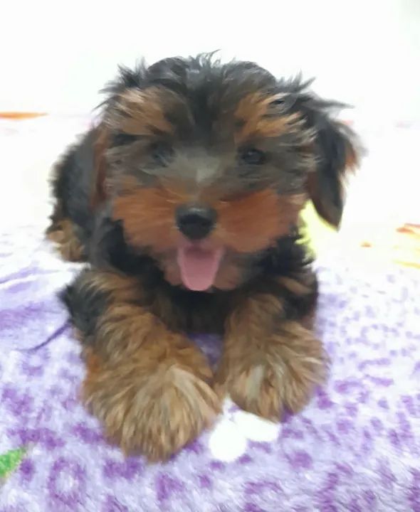 Lindos filhotes machos de Yorkshire  Terrier mini - Foto 5