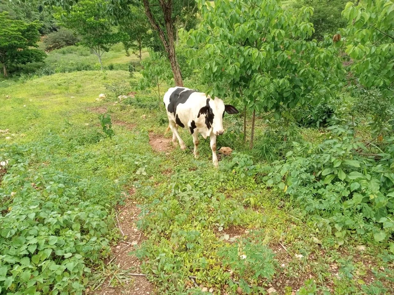 Gado jovem preço a combinar - Foto 3