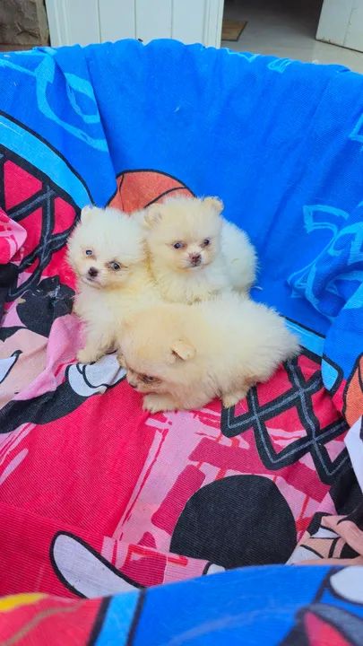 Lulu da Pomerânia Fêmeas e machos.  Promoção.  Leia o anúncio  - Foto 4