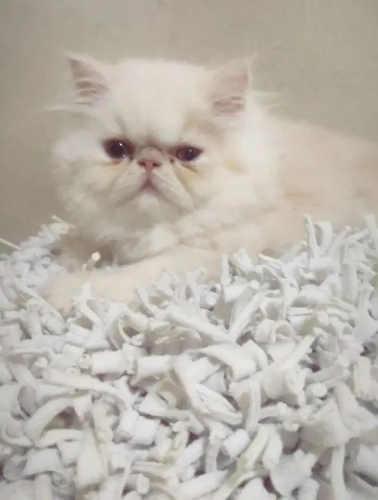 Persa Red macho - Foto 3