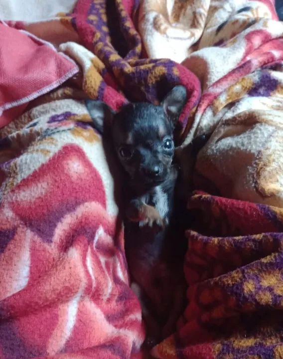 Vendo pinscher zero, 2 machos e 1 Fêmea 