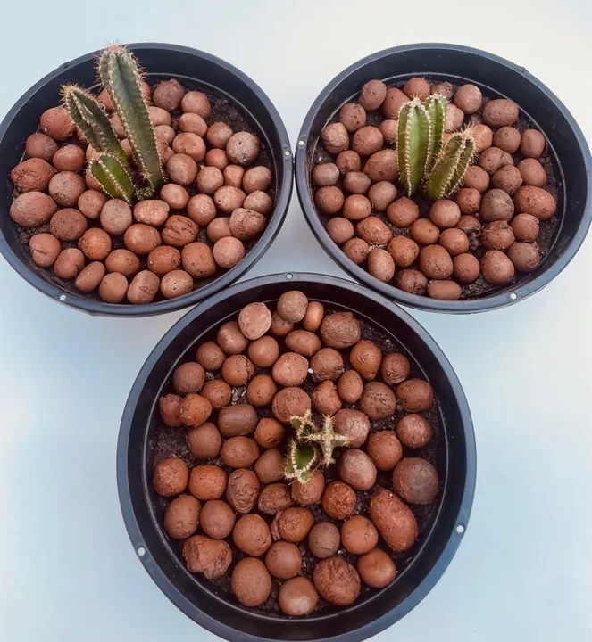 Planta Cacto - Foto 3