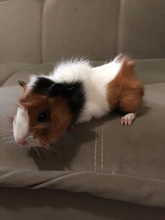 Porquinho da Índia Filhote - Foto 2