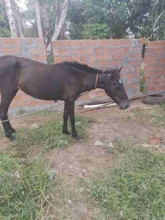 Potra primeiras muda - Foto 2