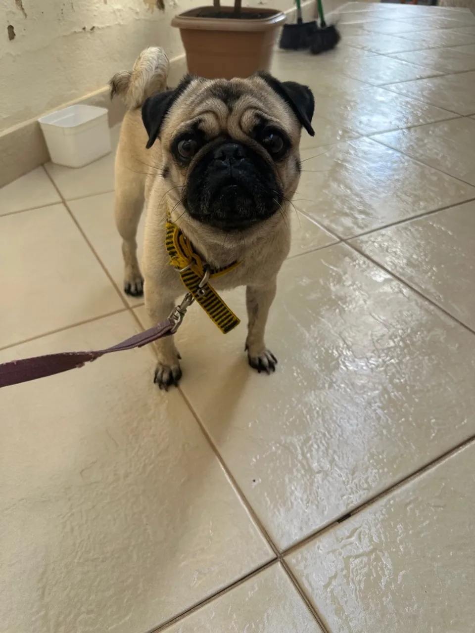 Pug disponível