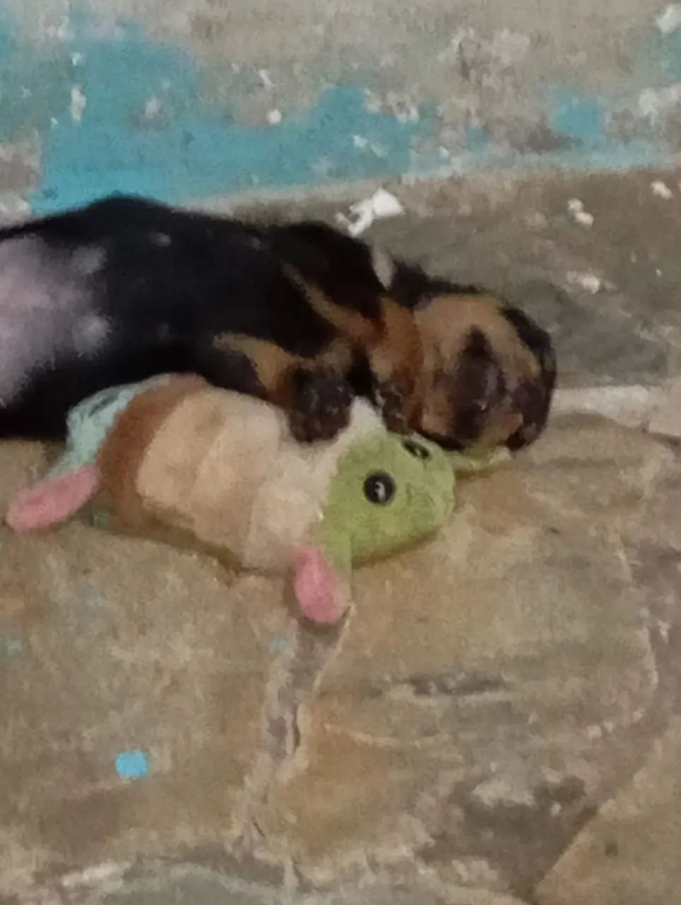 Rottweiler Filhote - Foto 4
