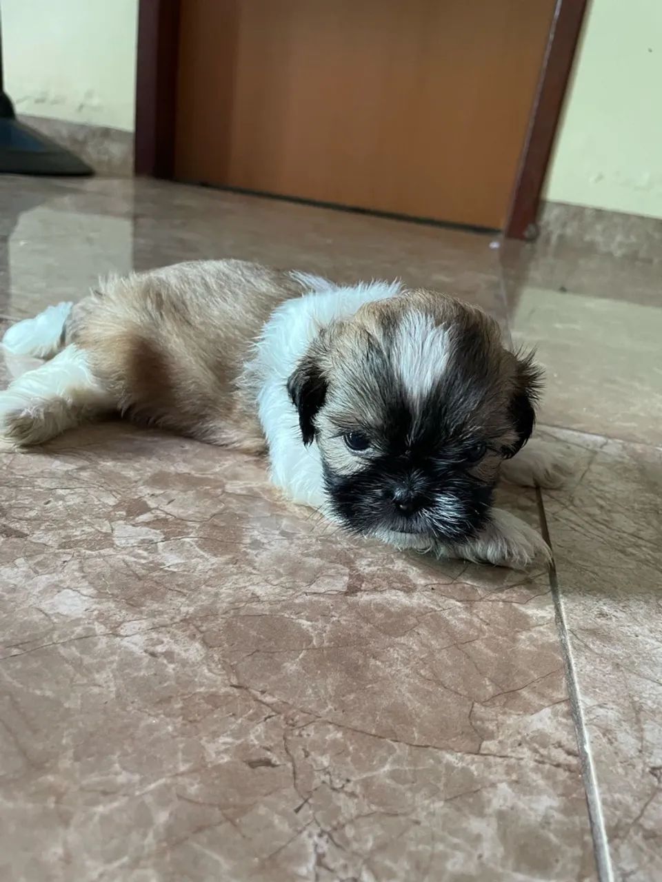 Filhotes de Shih Tzu à Venda - Foto 3
