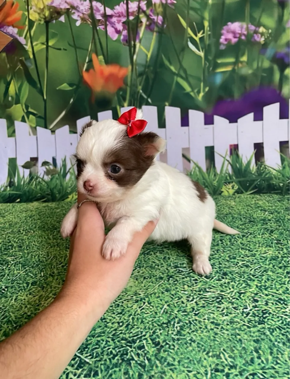 Filhotes Chihuahua
