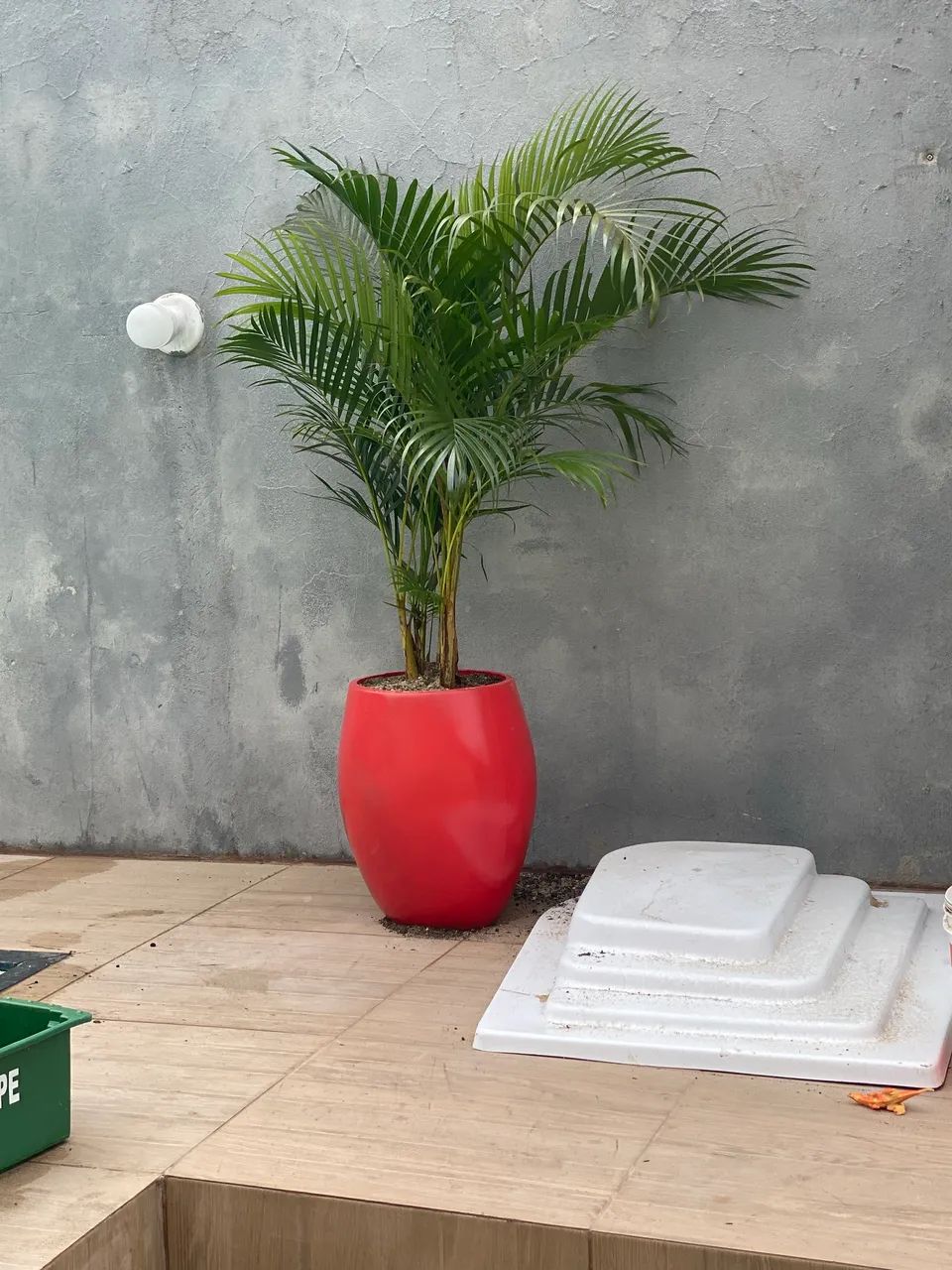 Palmeira areca bambu  - Foto 2