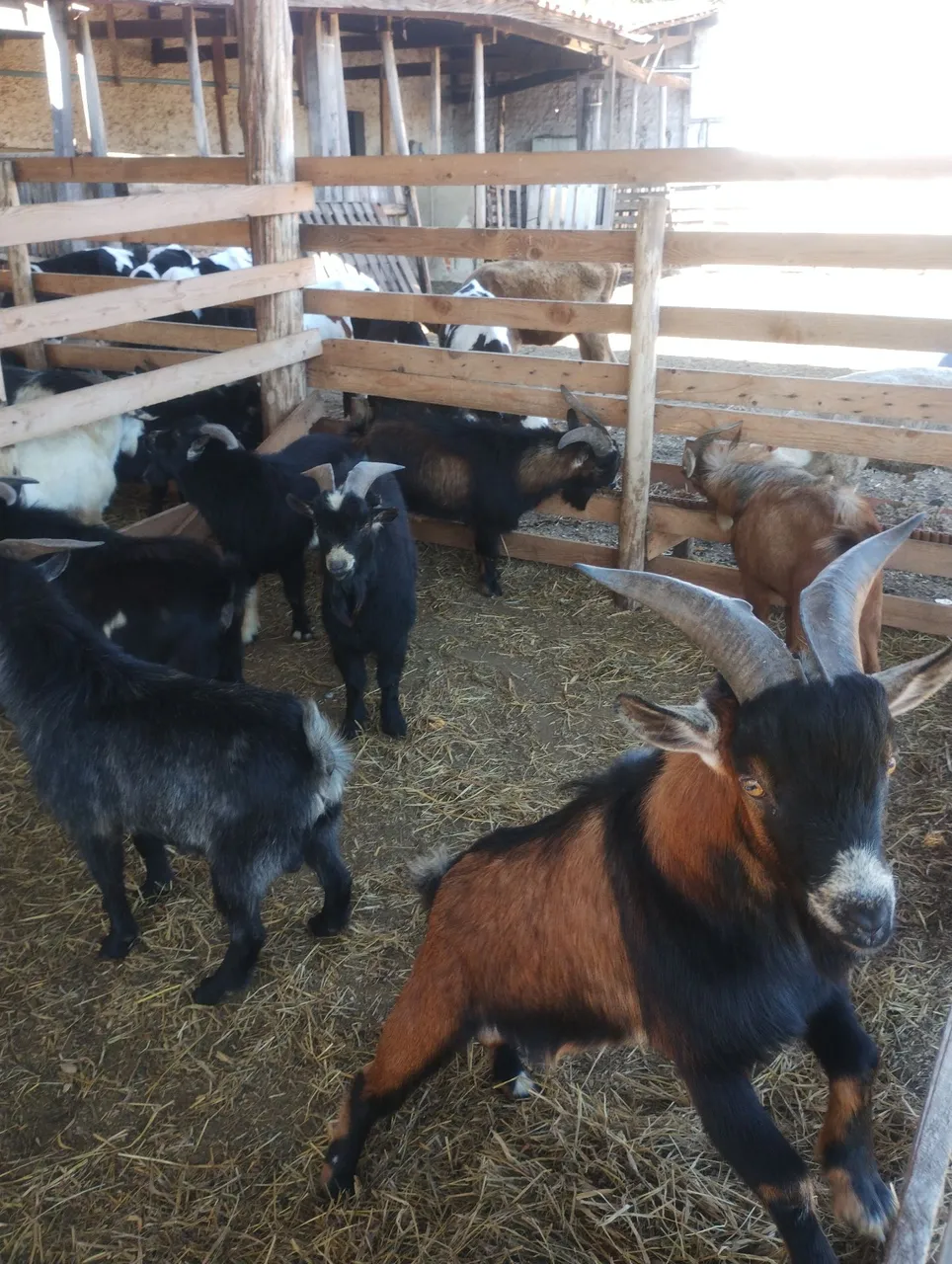 Bodes e cabras a venda com chifre e sem chifre de todas as cores a partir de 350,00