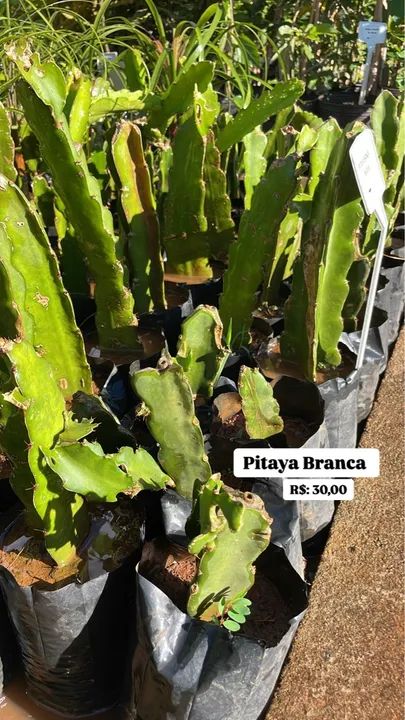 Mudas de Pitaya Branca 