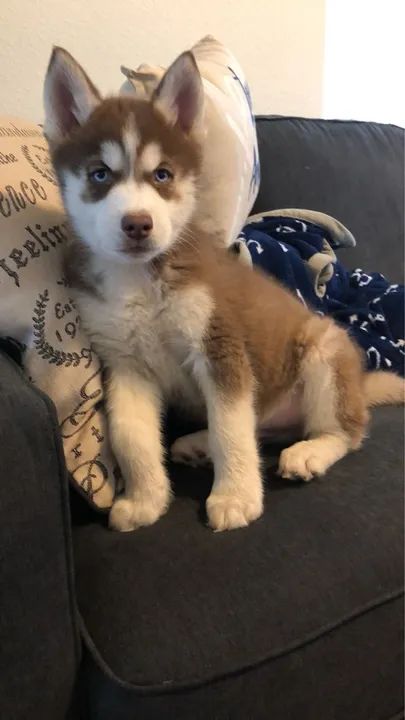 Husky Siberiano Deitado Na Almofada 