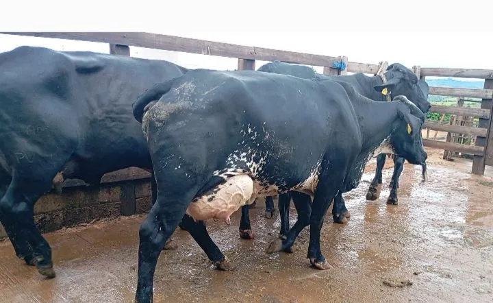 Novilhas e Vaca girolando 1/2 sangue e 3/4 