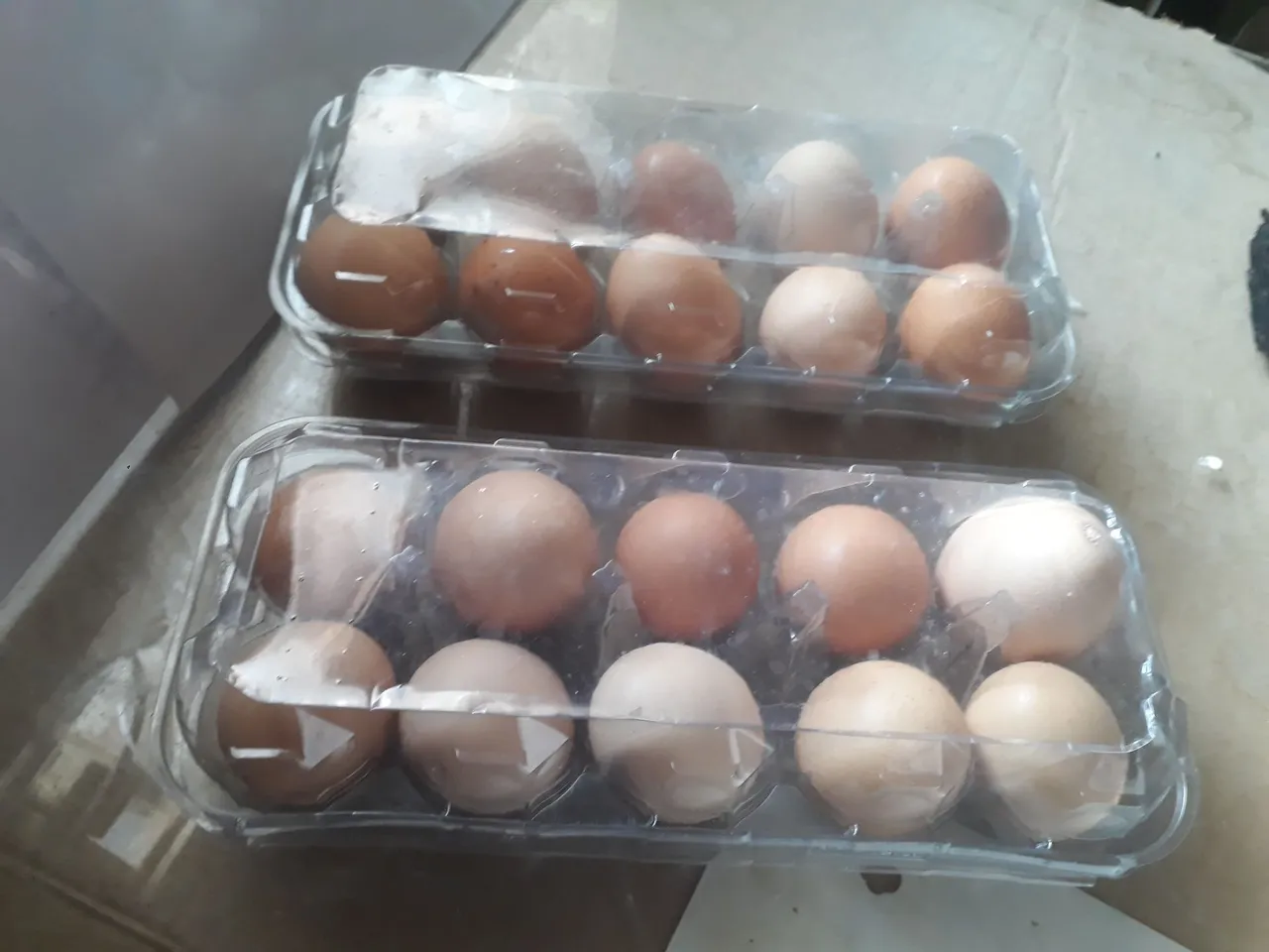 Ovos de Galinhas da Terra