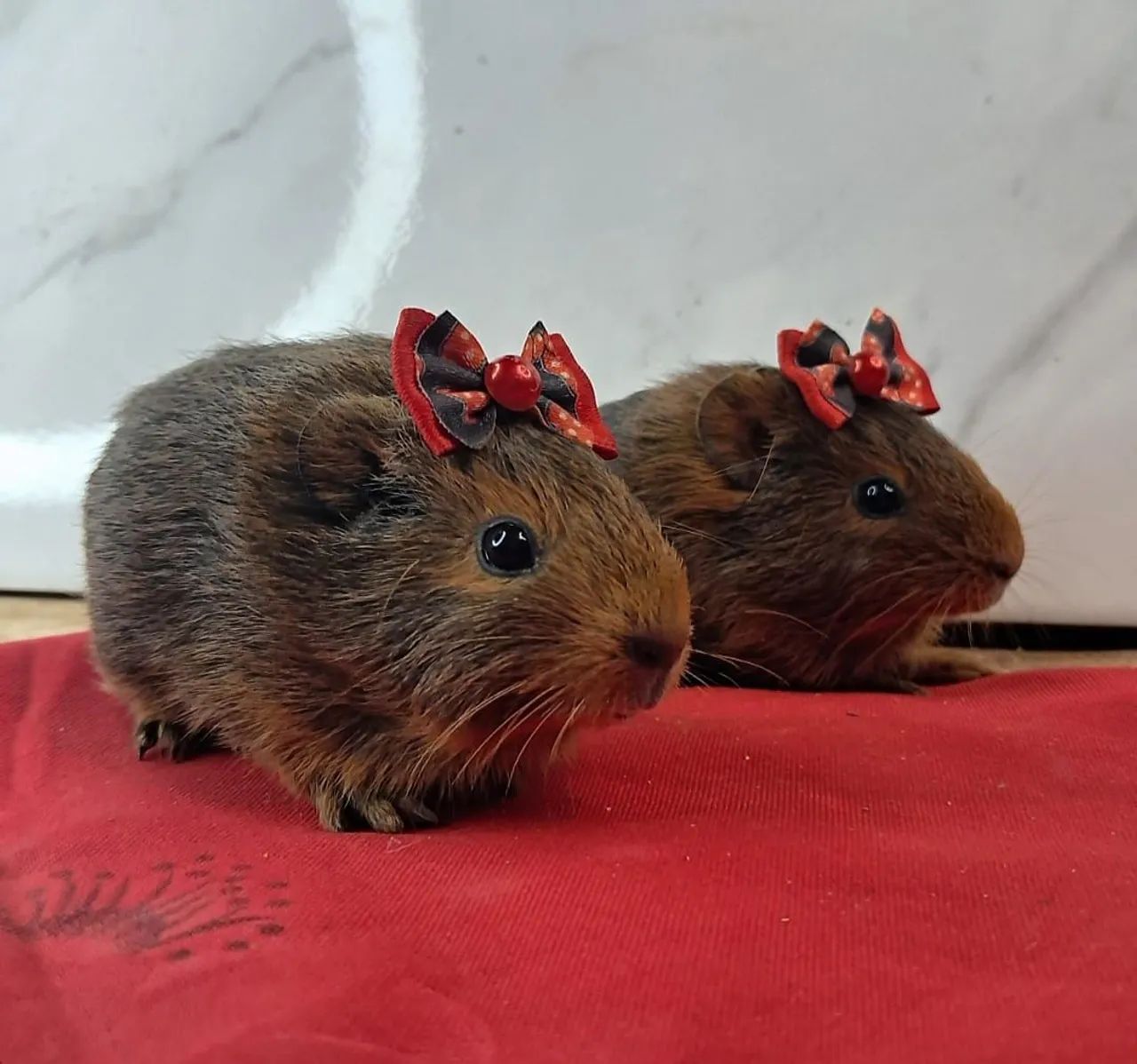 Porquinho da india - Foto 2