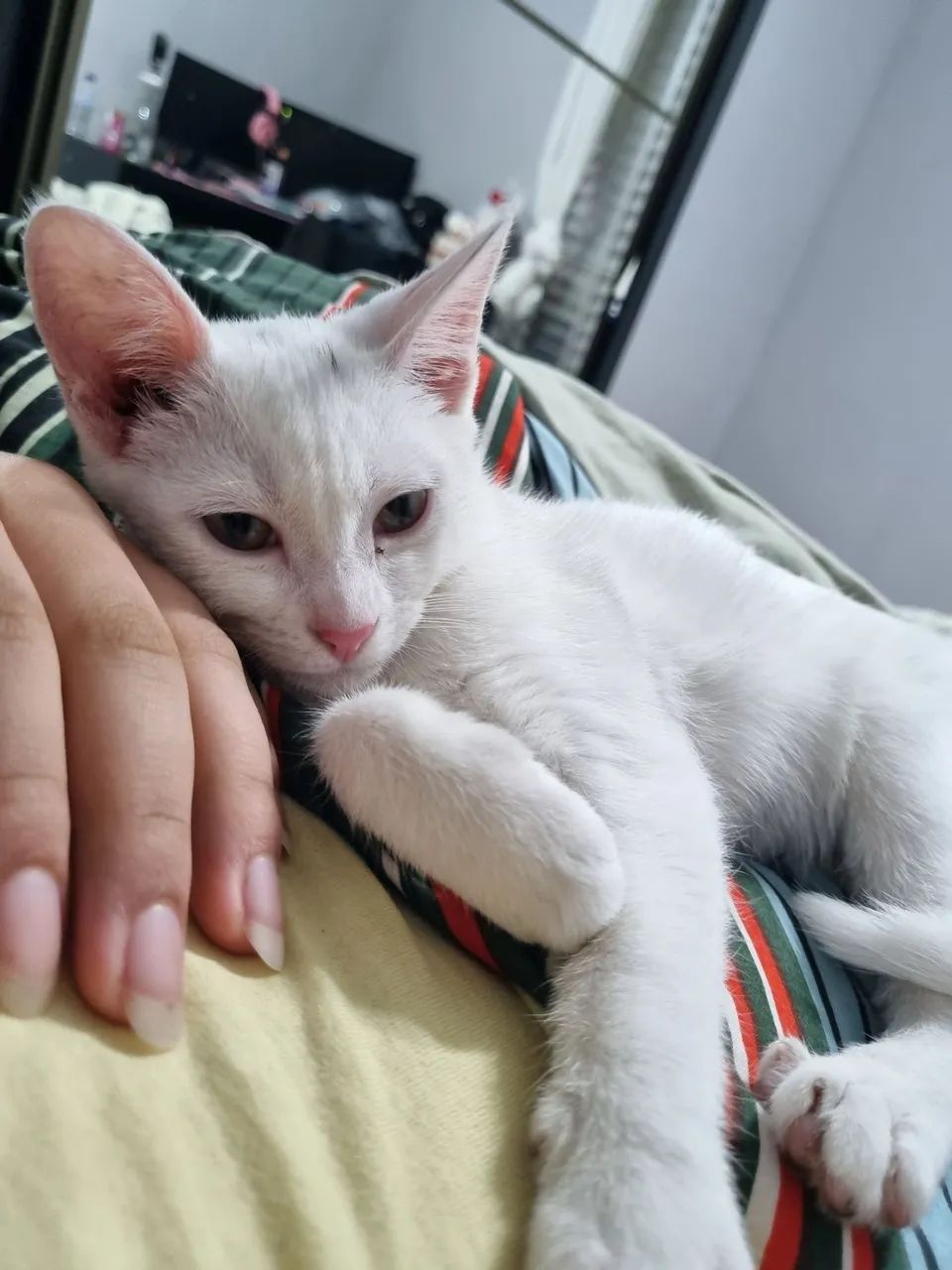 gatinho filhote 3 meses - Foto 3