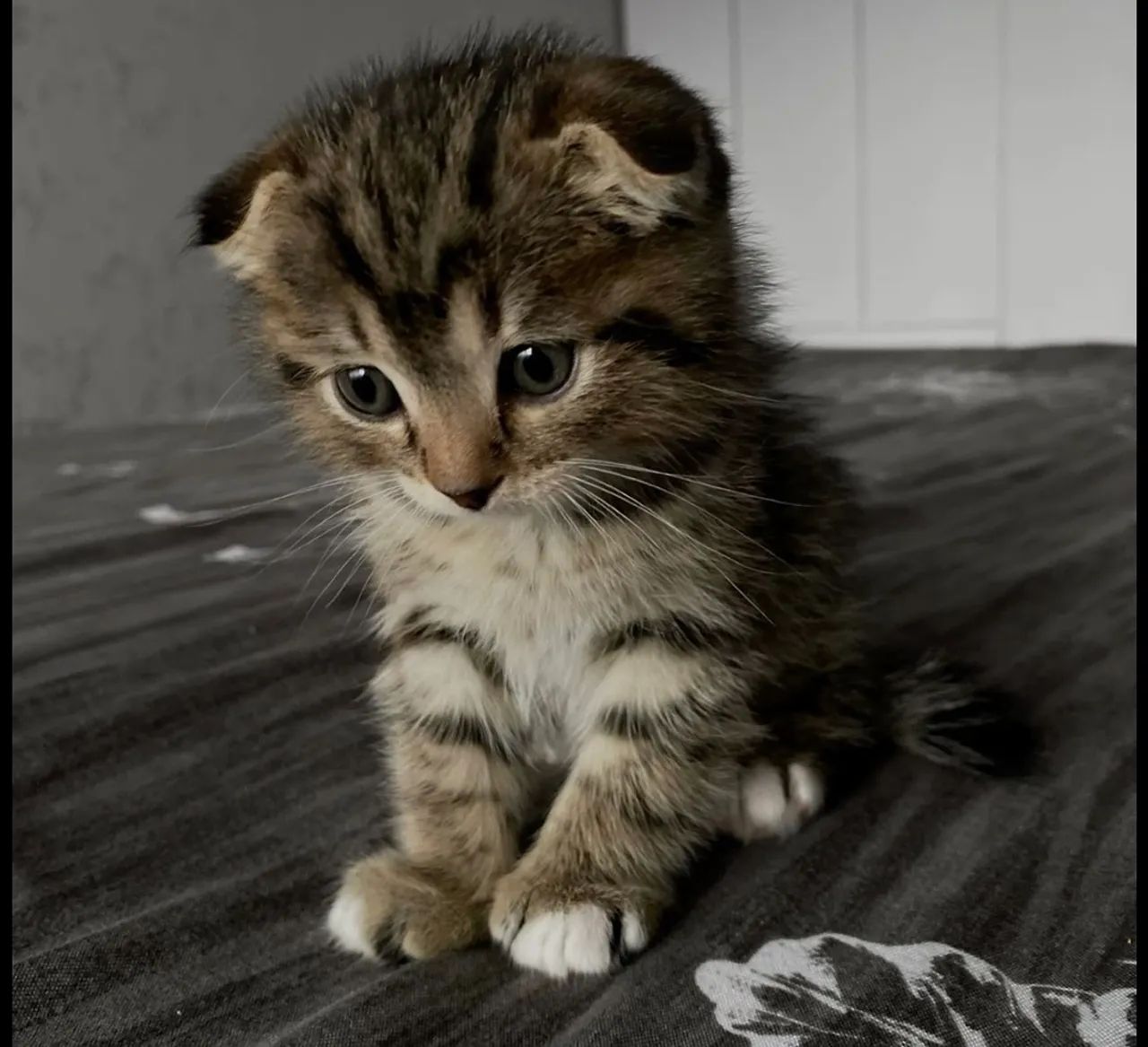 Maine Coon- na cor Brown Tabby: é o padrão rajado com tons de marrom, preto e dourado  - Foto 2