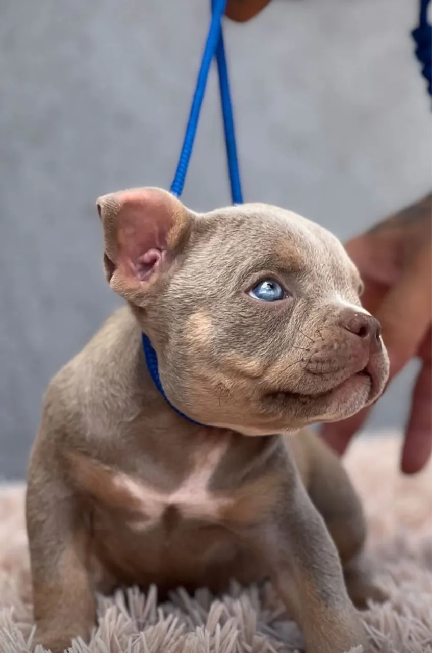 Filhotes de American Bully Exótico