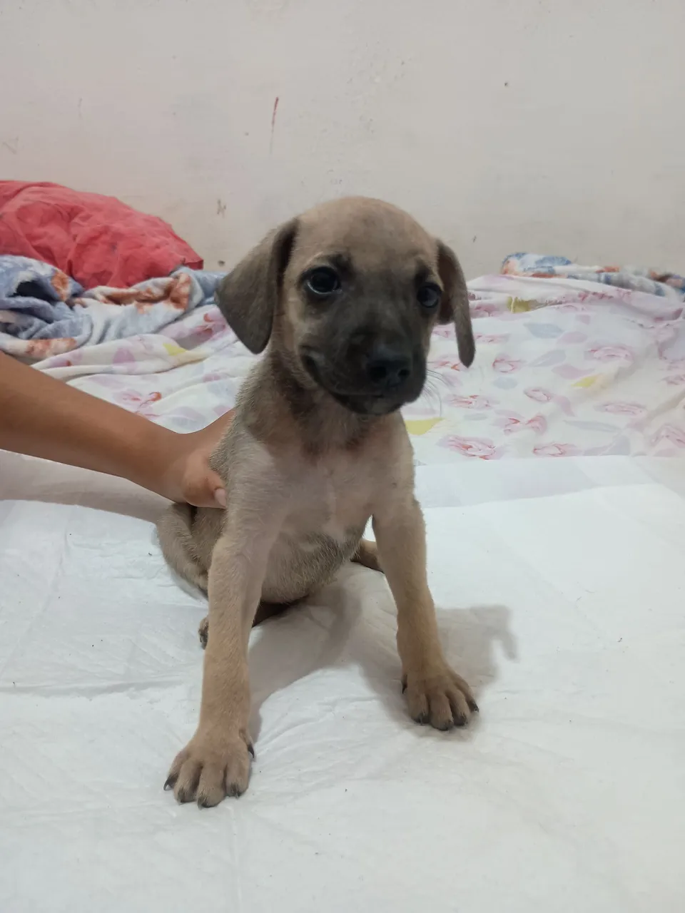 Filhote de cachorro - Raça indefinida