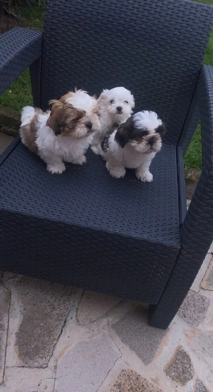 Shih Tzu encantador à sua espera!