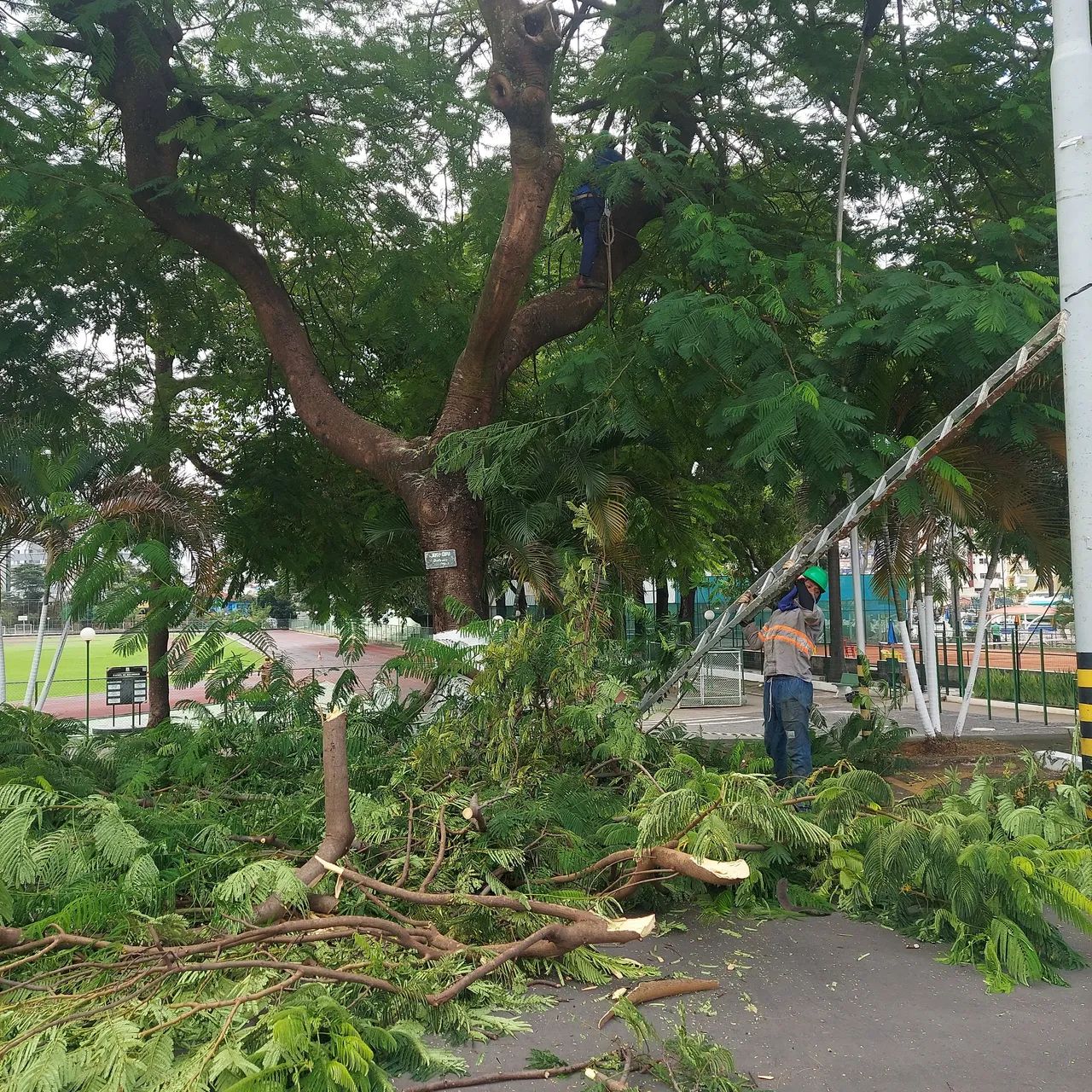 Corte,  poda de arvores e jardinagem - Foto 4