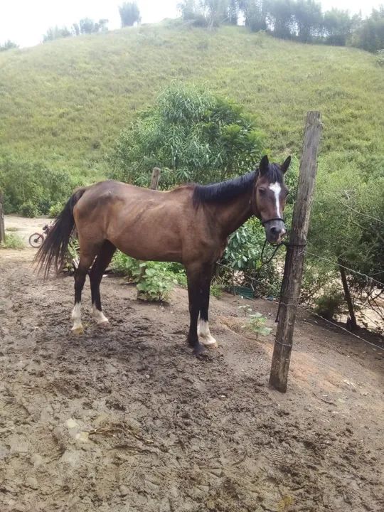 Vendo ou troco Égua MM 9 anos - Foto 2