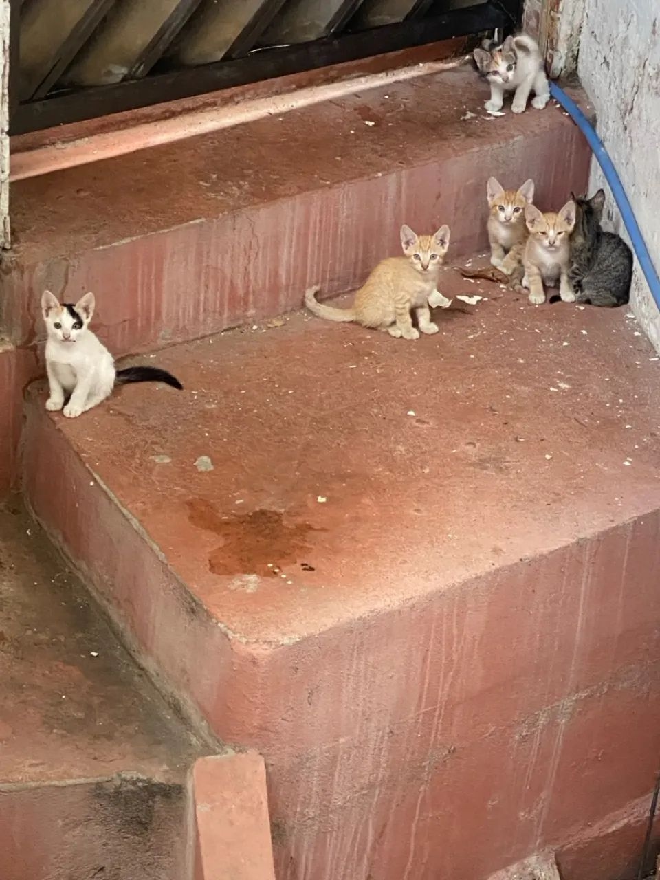 Filhotes de gatos para adoção