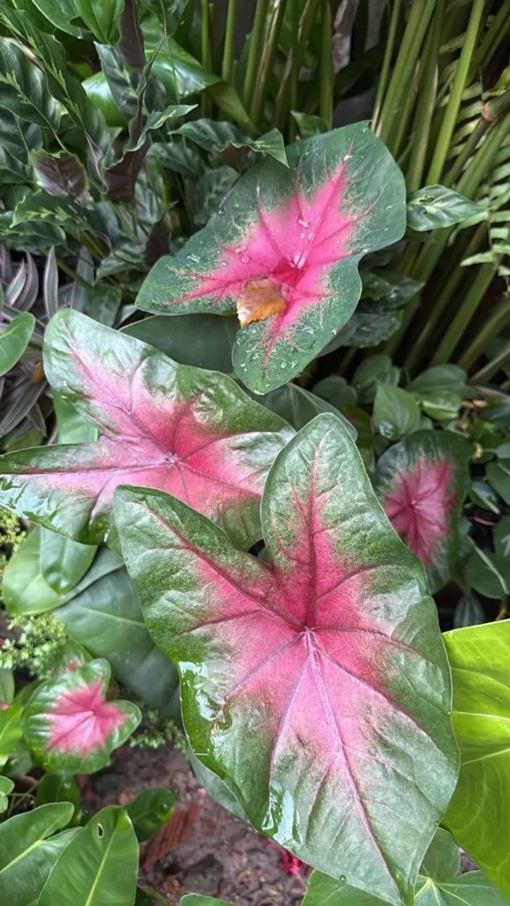 Plantas ornamentais e mudas de árvores frutíferas  - Foto 5