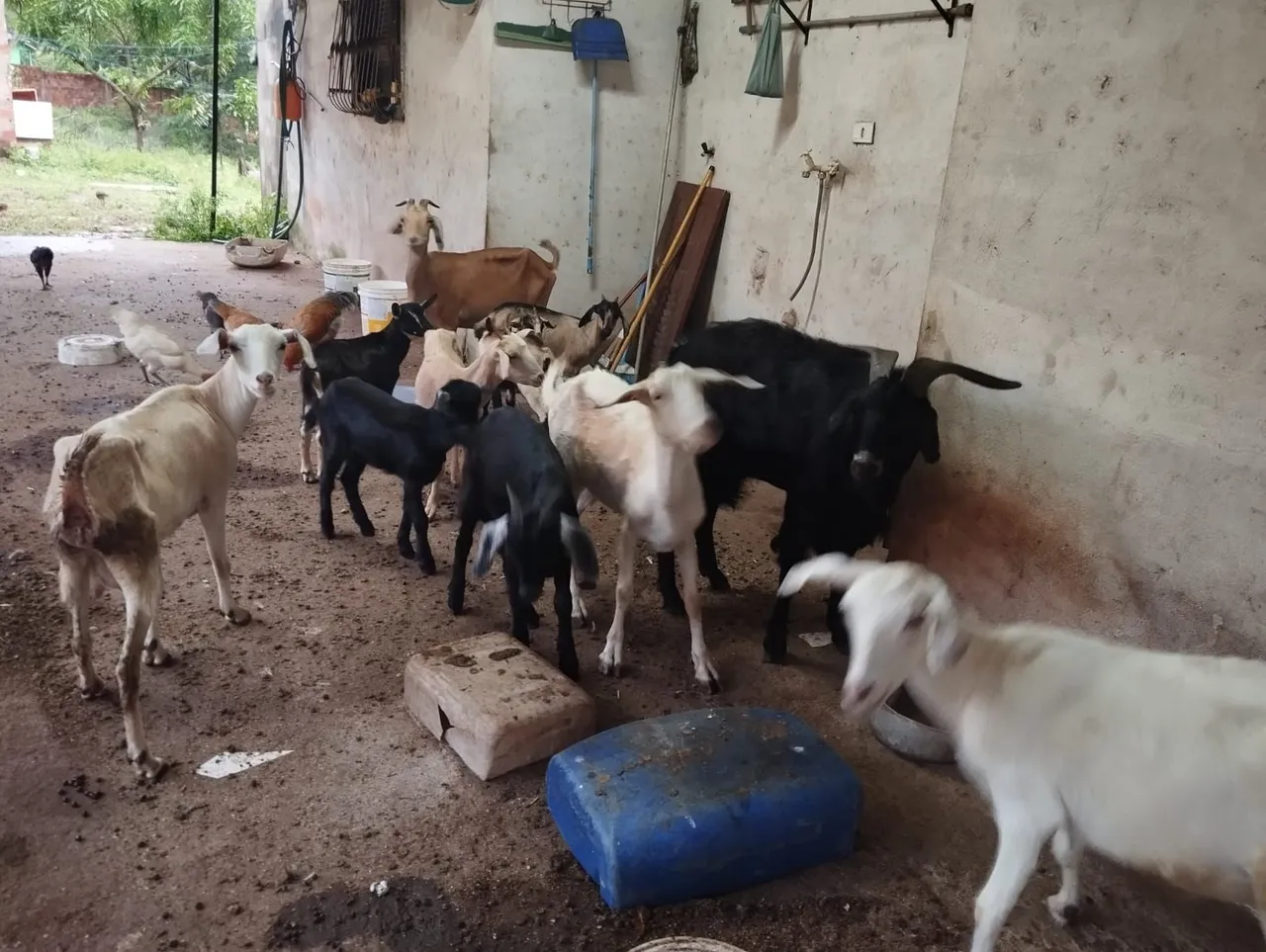Cabras e bodes para venda