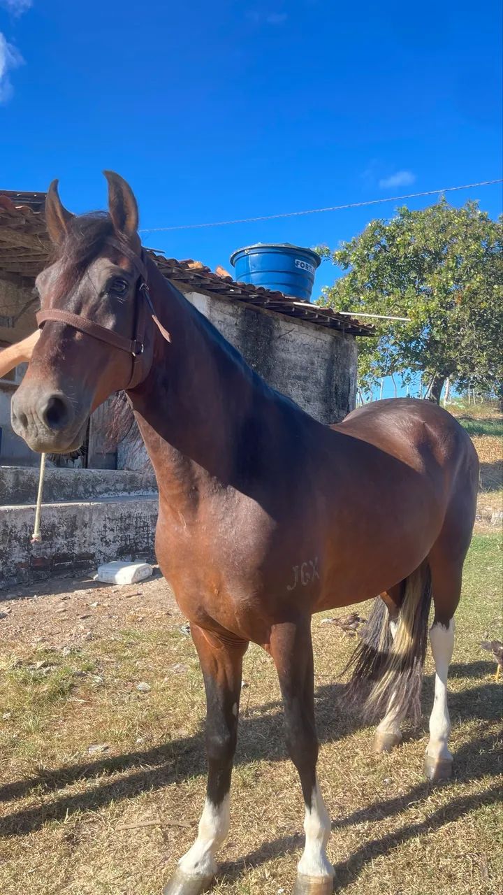 Cavalo pampo de castanho 