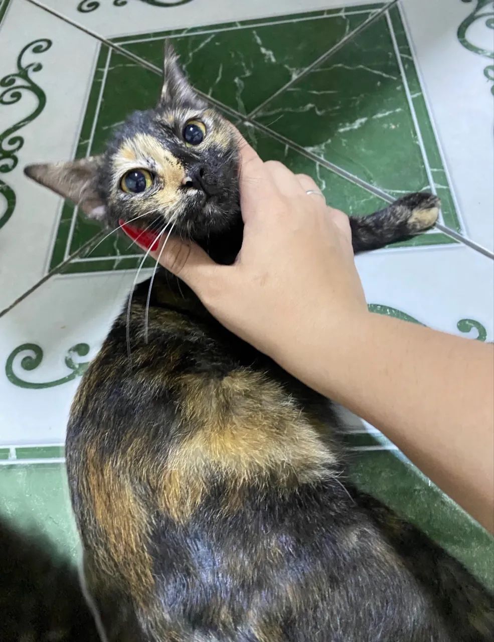 Doação gatinha  - Foto 3