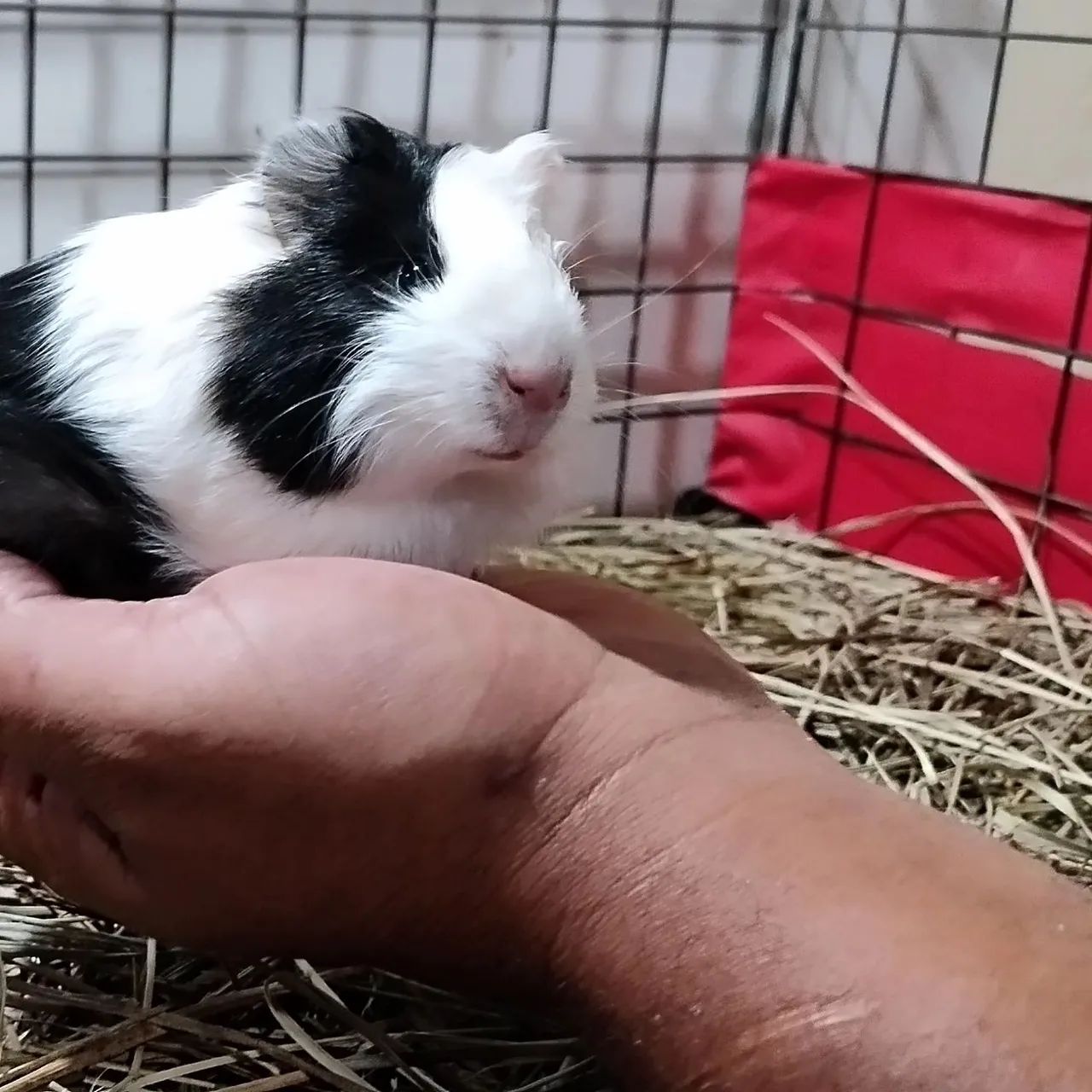 Criatório Roedores e Cia (filhotes de porquinho da índia disponível) - Foto 5