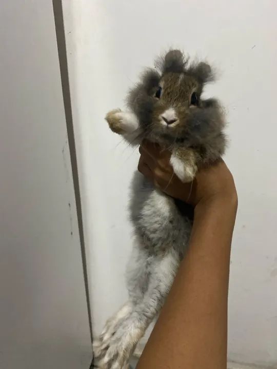 Coelhinho fofinho para adoção - Foto 5