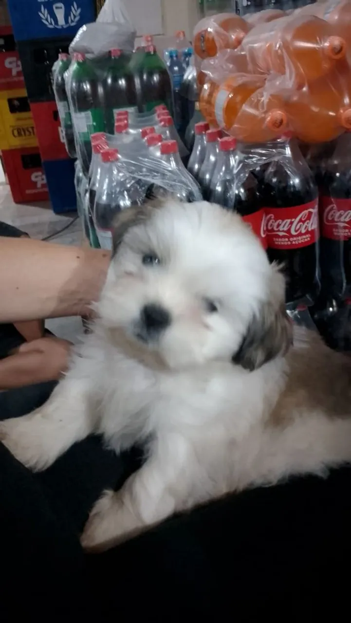 Filhote Shih Tzu Fofo e Carinhoso