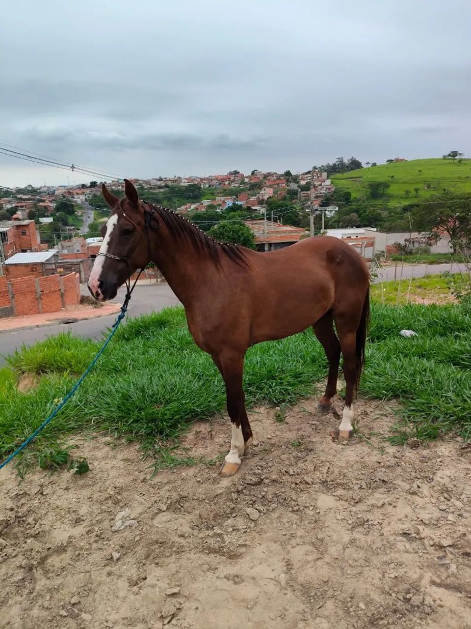cavalo marcha picada  - Foto 4