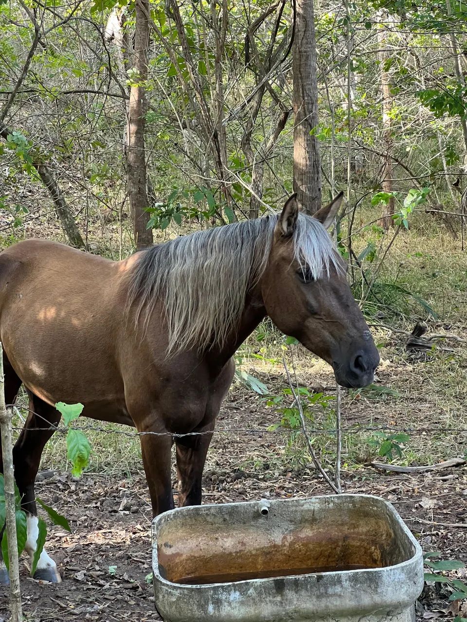 Vendo égua 6 anos  - Foto 4